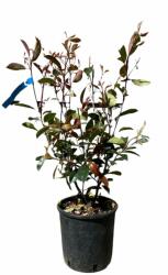 Photinia Serrulata 'Red Robin' korallberkenye CLT5-ös cserépben 40/60 cm
