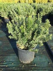 Fehértarka kislevelű törpe kecskerágó Euonymus Pulchellus 'Argenteovar. ' CLT5