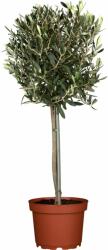  OLEA EUROPAEA(OLIVI)FRANGIVENTO CLT. 15 HALF STANDARD Olajfa