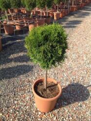  THUJA OCCIDENTALIS SMARAGD (EMERAUDE) LV 9 MINI STANDARD Tuja
