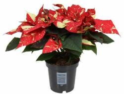  Poinsettia Superba new glitter mikulásvirág 10 cm-es cserépben, kb. 25 cm magas