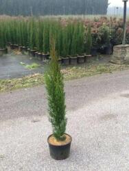  CUPRESSUS SEMPERVIRENS TOTEM CLT. 10 80/100 Oszlopos örökzöld ciprus