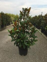 Örökzöld liliomfa Magnolia Gran. 'Gallison. ' CLT35 150/175 cm
