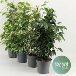  Ficus benjamina pyramid 14 cm-es cserépben, kb. 53 cm magas