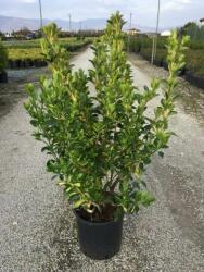 EUONYMUS JAP. AUREOPICTUS (AUREUS) CLT. 5 Japán kecskerágó