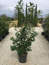 Babérmeggy változat Prunus La. 'Novita' CLT25 150/175 150/175 cm