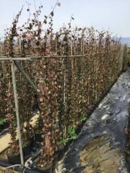  Ír borostyán Hedera Helix 'Hybernica' CLT5 150/175 cm