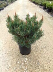 Törpe erdeifnyõ Pinus Syl. 'Watereri' CLT10