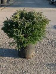 CRYPTOMERIA JAPONICA GLOBOSA NANA CLT. 10 Törpe gömbciprus