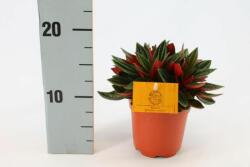  Peperomia caperata roso 10 cm-es cserépben, kb. 15 cm magas