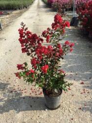  LAGERSTROEMIA DYNAMITE (R) CLT. 10 Selyemmirtusz