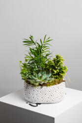 ImodFlowers Vas de ceramica cu plante verzi