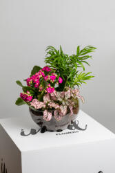 ImodFlowers Terariu cu Kalanchoe