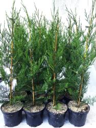  Oszlopos Leylandi ciprus nagy cserepes 60/80 cm 16 db/csomag