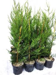 Gabrillo Garden Kft Oszlopos Leylandi ciprus 2001-es nagy cserepes 60/80 cm 21 db/csomag