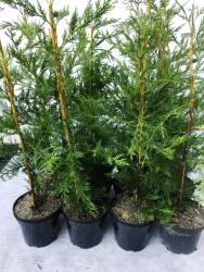 Gabrillo Garden Kft Leylandi ciprus nagy cserepes 60/80 cm 12 db/csomag