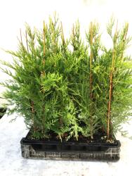 Gabrillo Garden Kft Sárga Leylandi ciprus Castlewellan Gold kiscserepes 40/60-18db/csomag