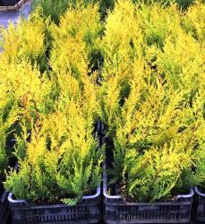 Gabrillo Garden Kft Sárga Leylandi Castlewellan Gold nagycserepes 60/80-18db/csomag