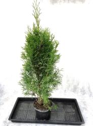 Gabrillo Garden Kft Smaragd thuja 60/80 cm 6 db/csomag