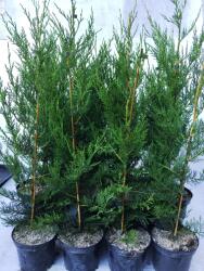 Gabrillo Garden Kft Oszlopos Leylandi nagy cserepes 80/100 cm 21 db/csomag