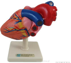 Ecotone Szívmodell, életnagyságú 2 részes (EC-MAC18-3)