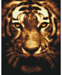Festés számok szerint - Megvilágított tigris Méret: 40x50cm, Keretezés: Keret nélkül (csak a vászon)