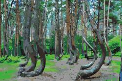 Festés számok szerint - Görbe erdő, Lengyelország Méret: 40x60cm, Keretezés: Keret nélkül (csak a vászon)