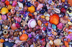 Piatnik Kagylók 1000 db-os (566349)