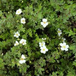 Potentilla fruticosa 'Abbotswood' cserjés pimpó 9x9 cm-es cserépben, kb. 10-15 cm magas (szállítás kb. Április 20-tól)