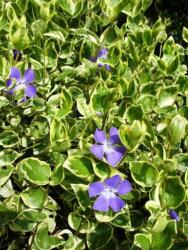 Vinca minor 'Argenteovariegata' Meténg 9x9 cm-es cserépben, kb. 10-15 cm magas (szállítás kb. Április 20-tól)