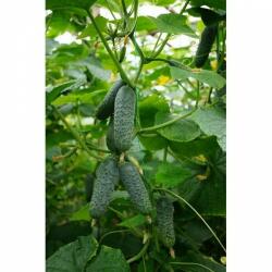 Seminis Cod Sv 4097 Cv F1 - antomaragro - 265,00 RON