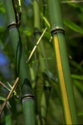  Sárga csíkos bambusz - Phyllostachys aureosulcata (aureosulcata)