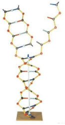 3B DNS - RNS modell (3B-1005302)
