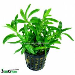 INVITAL Heteranthera zosterifolia (Cserép Ø 5, 5 cm)