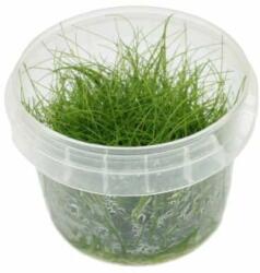 INVITAL Eleocharis sp. Mini (IN-VITRO pohár Ø 7 cm)