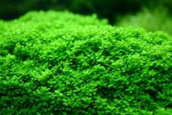 INVITAL Hemianthus callitrichoides (IN-VITRO pohár Ø 7 cm)