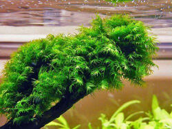 INVITAL Fissidens fontanus (Phoenix moss) (Csésze Ø 8 cm)