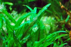INVITAL Cryptocoryne wendtii green (Cserép Ø 5, 5 cm)