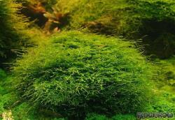 INVITAL Java moss (Taxiphyllum barbieri) (A kókuszdió bőrén Holland 11 cm)