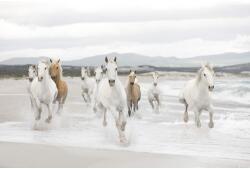 Komar Fototapet hârtie White Horses 254x368 cm