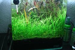 INVITAL Echinodorus tenellus Green (IN-VITRO pohár Ø 7 cm)