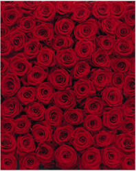 Ideal Lux Fototapet trandafiri rosii Impuls pasional (4-077)