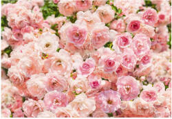 Ideal Lux Fototapet trandafiri roz sublim (8-937)