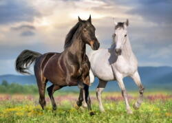 Bluebird Puzzle 90282 - Couple de Chevaux - 500 db-os puzzle