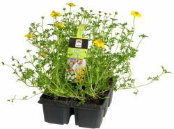 Oázis balkonmix, vegyes növények 6 db pakkban (szállítás Április 30 - Május 10 között)