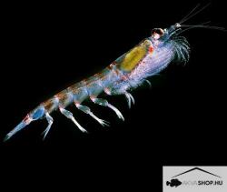  Fagyasztott Krill Rák Apró 500g