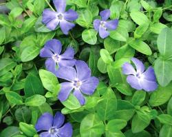 Vinca minor 'Bowles' Meténg 9x9 cm-es cserépben, kb. 10-15 cm magas 4 db (szállítás kb. Április 20-tól)
