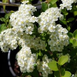 Spiraea japonica 'Halward silver' japán gyöngyvesszõ 9x9 cm-es cserépben, kb. 10-15 cm magas 4 db (szállítás kb. Április 20-tól)