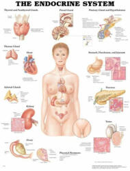  Az ember endokrin rendszere plakát - 50, 8*66 cm