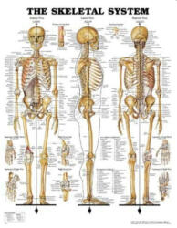 Az ember csontvázrendszere plakát